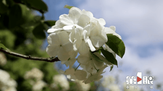 荣昌:绣球花满枝 美如白玉团1