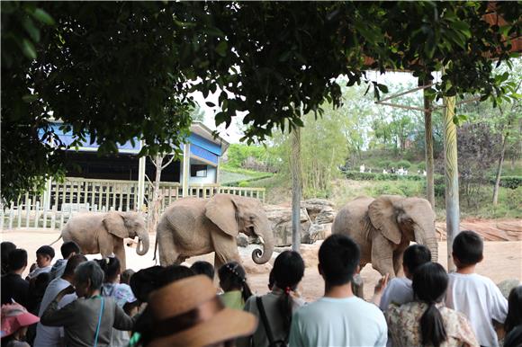非洲象与游客互动。通讯员 陈仕川 摄