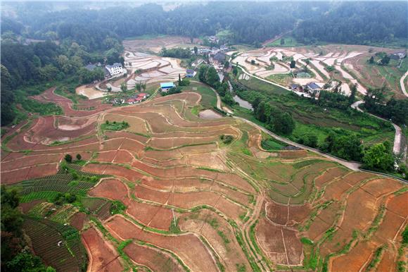 青羊镇安镇社区高标准农田建设好后，种植了玉米水稻。通讯员  黄河 摄