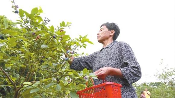 工人采摘成熟蓝莓。记者 李东 陈柯男 摄