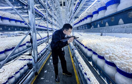 技术人员正在生育室内检查白玉菇生长情况。记者 聂灵灵 摄