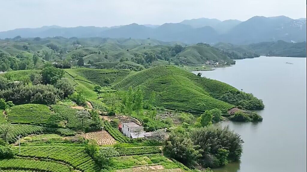 山水相依、气候温润的河南信阳，自古就是我国有名的优质茶产区。拼多多供图 华龙网发