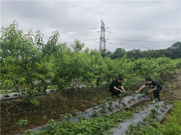 桃林下间种的金丝皇菊。特约通讯员 李慧敏 摄