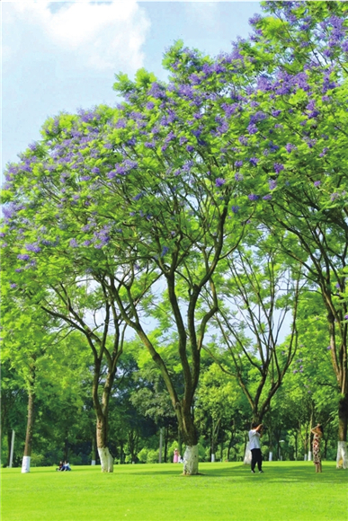 8中央公园，美丽的蓝花楹与绿色的草坪相映成趣。渝北区文化和旅游发展委员会供图