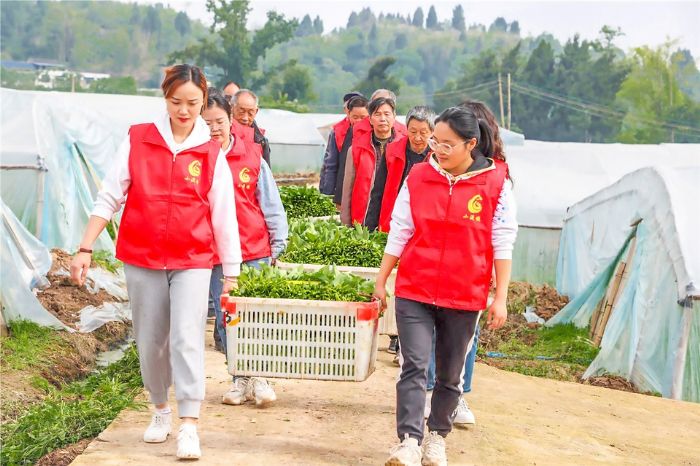 志愿者帮蔬菜基地采收空心菜。记者 吴鑫袁 摄