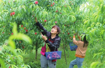 仁贤街道宏山村一组，市民在采摘玫瑰香桃。记者 向成国 摄