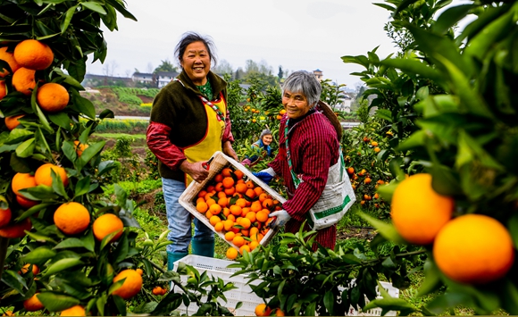 垫江县高峰柑橘水果丰收。通讯员  龚长浩 摄