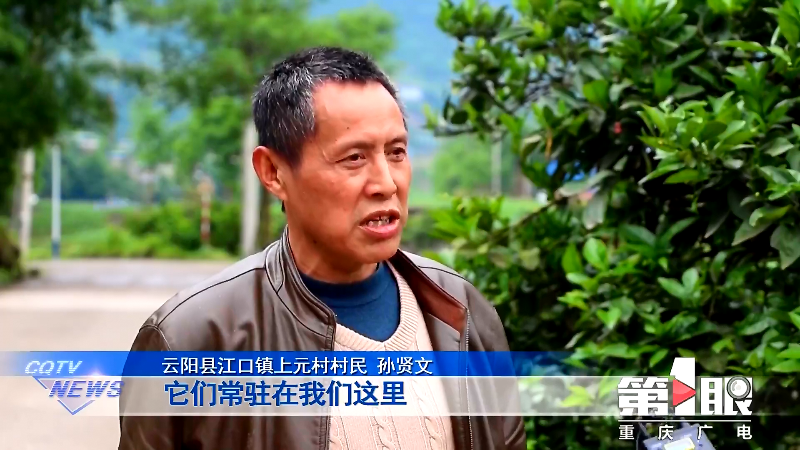 云阳白鹭林间育新雏 村民喜添新“邻居”5