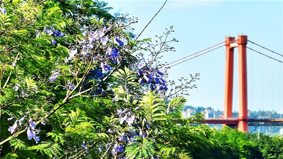 绿色的叶子中缀满蓝紫色的花，将远处的忠县长江大桥装扮得格外美丽。忠州日报记者 赵军 供图