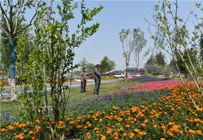 工人在沧州园博园内养护花卉。新华社记者 牟宇 摄