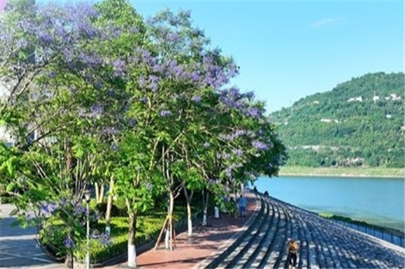 一树树蓝花楹恰似一条蓝紫色的彩带，与城市街景、临江梯道、一江碧水共同构成一幅绝美的生态画卷。忠州日报记者 赵军 供图