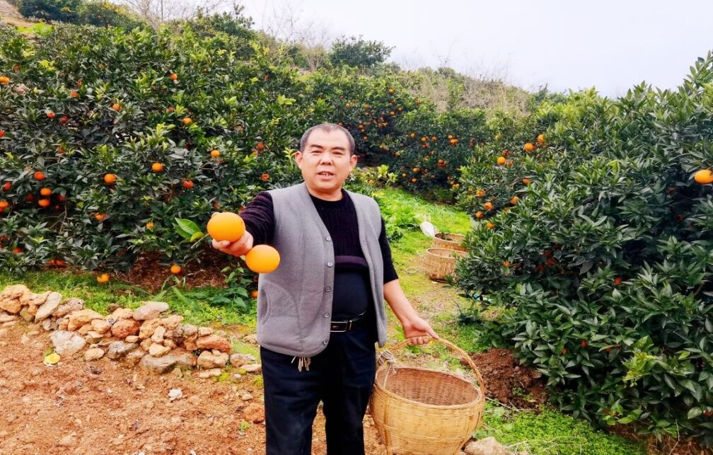 酒溜村果农张登华采摘脐橙。通讯员 韩庆军 摄