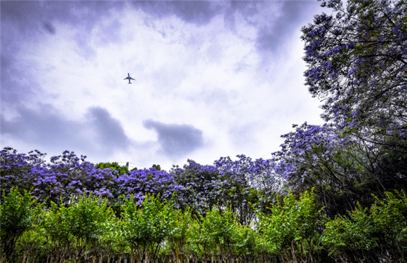 1彩云湖国家湿地公园里，蓝花楹与划过天空的飞机构成一道靓丽的风景线。记者 冉冉 摄