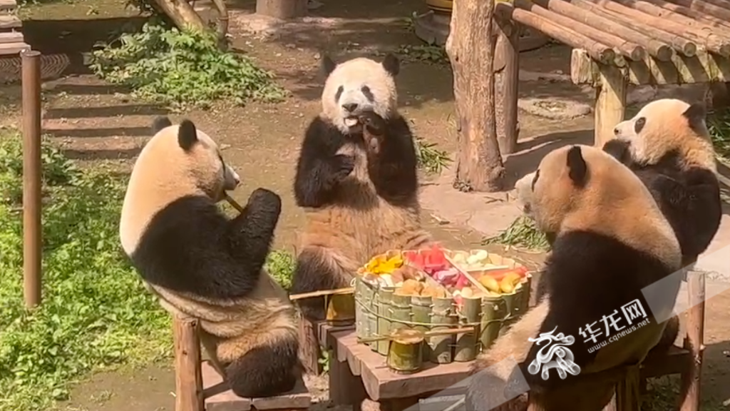 The four pandas start to take the “trellis hot pot” for the day.