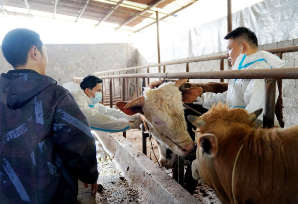 覃志初和何兆平在指导养殖户养牛技术。记者 黎明 摄