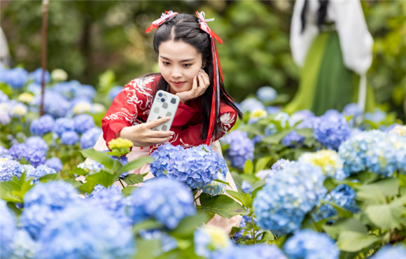 2绣球花绽放吸引游客观赏拍照。记者 刘纪湄 摄