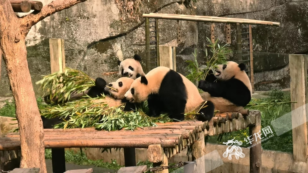 The lovely pandas took some bamboo to improve their appetite for the hot pot.
