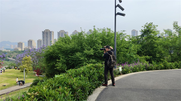 摄影师江泳走进金海湾滨江公园。大竹林街道供图 华龙网发