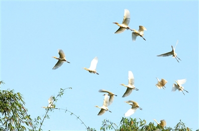 3鹭鸟飞越千山万水， 迁徙至忠县复兴镇凤凰村栖息繁衍。记者 聂治彬 摄