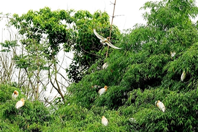 成群结队的鹭鸟在竹林里栖息。记者 张圳阳 摄