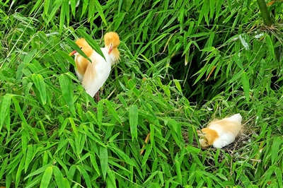 或伫立枝头、或坐窝孵化……鹭鸟在茂密的竹林间栖息繁衍。记者 聂治彬 摄