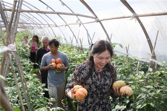 游客到天锅村蔬菜基地采摘西红柿。特约通讯员 邓小强 摄