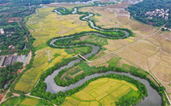 这是5月16日拍摄的海口三十六曲溪两岸的稻田（无人机照片）。新华社记者 郭程 摄