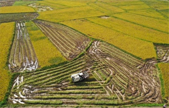 5月16日，收割机在稻田作业（无人机照片）。新华社记者 郭程 摄