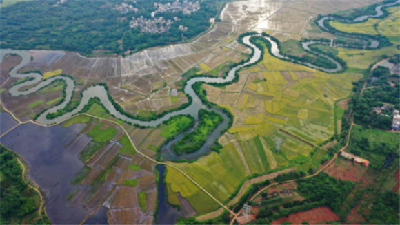 这是5月16日拍摄的海口三十六曲溪两岸的稻田（无人机照片）。新华社记者 郭程 摄