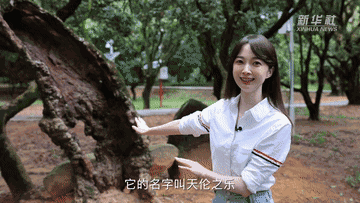 1300岁的荔枝树，唐朝人吃的也是这种味道吗？3