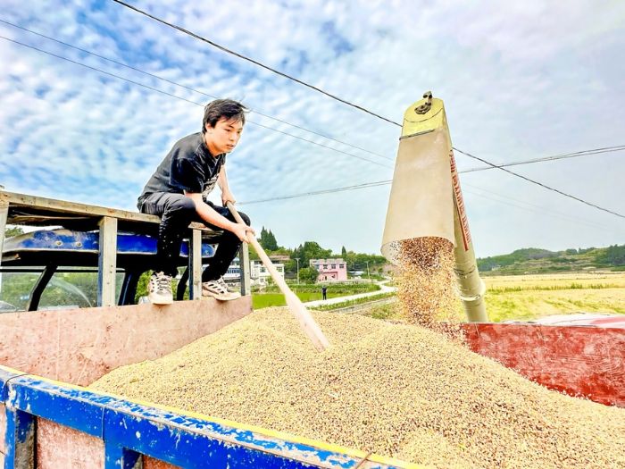 赵凯收割小麦。记者 邓瑜欣 供图