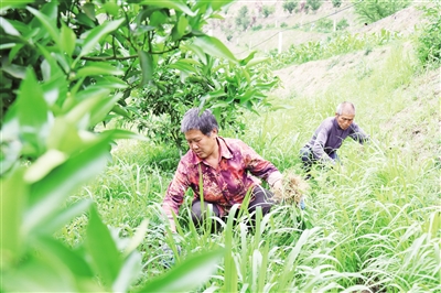 村民们正在柑橘基地里除草。 记者 冉江陵 摄