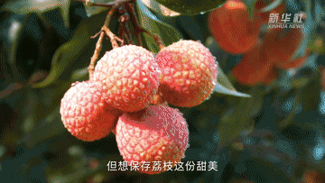 1300岁的荔枝树，唐朝人吃的也是这种味道吗？5