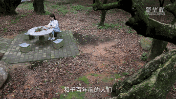1300岁的荔枝树，唐朝人吃的也是这种味道吗？4