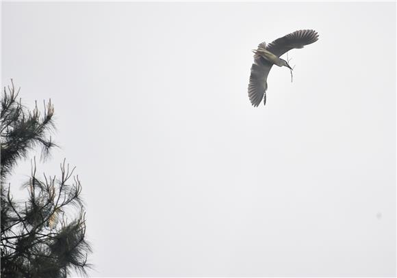 白鹭在空中飞舞，舞姿欢快轻盈。通讯员 黄河 摄