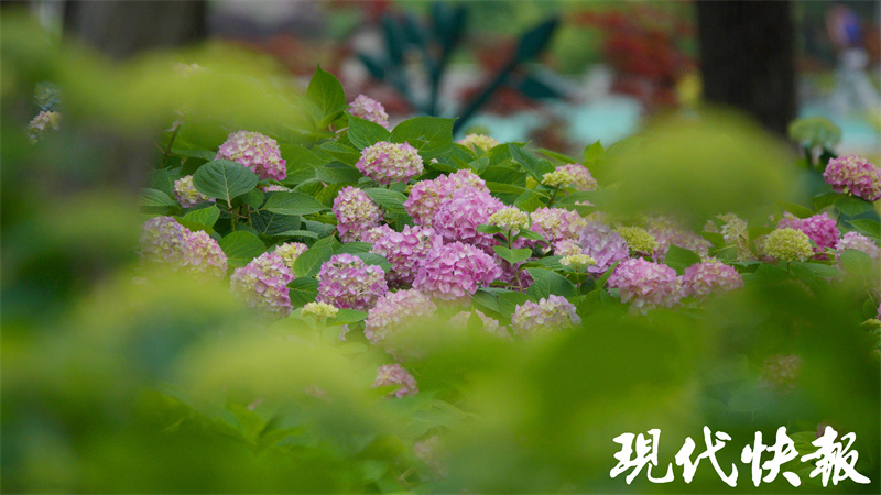 在“520”邂逅浪漫，南京多地绣球花盛开2