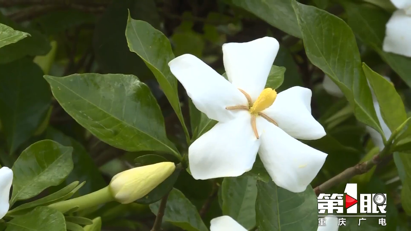 芬芳五月天 栀子花开香满园4