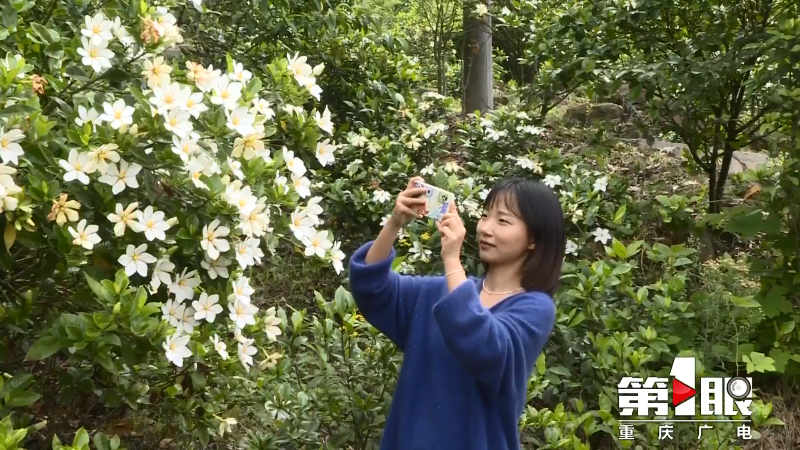 芬芳五月天 栀子花开香满园6