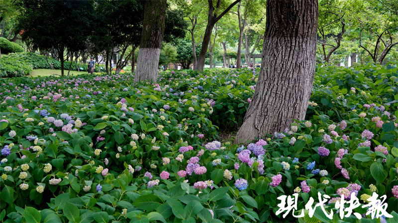 在“520”邂逅浪漫，南京多地绣球花盛开4