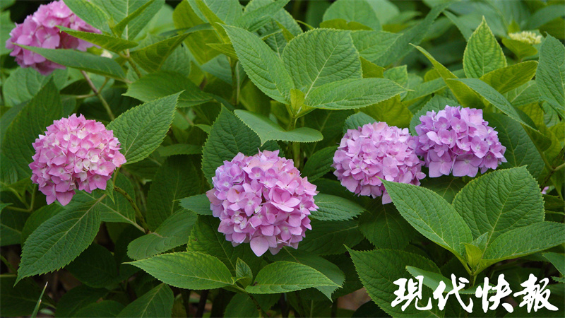 在“520”邂逅浪漫，南京多地绣球花盛开7