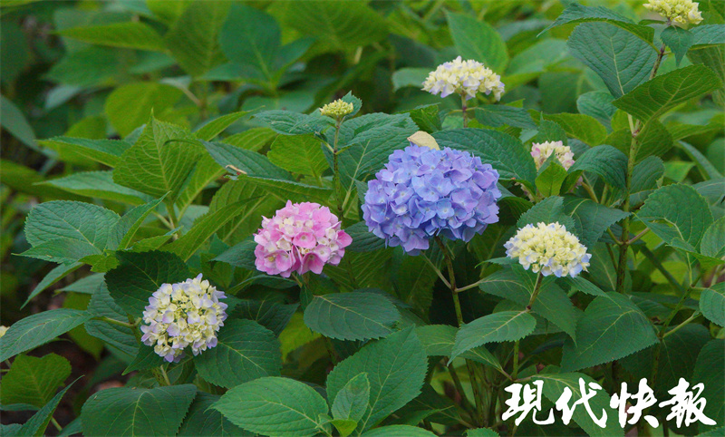 在“520”邂逅浪漫，南京多地绣球花盛开8