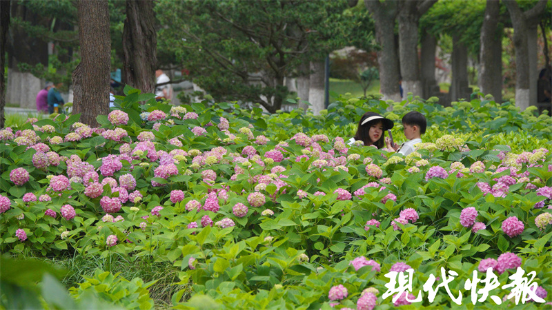 在“520”邂逅浪漫，南京多地绣球花盛开3