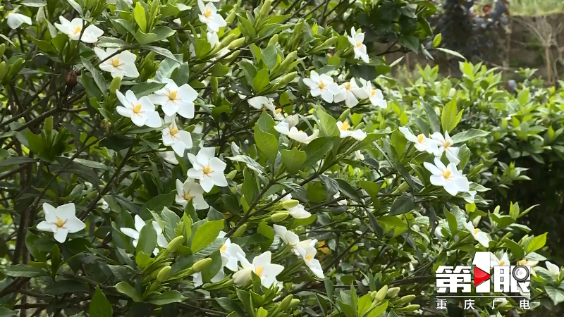 芬芳五月天 栀子花开香满园5