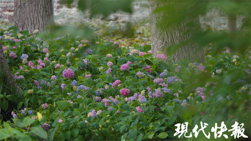 在“520”邂逅浪漫，南京多地绣球花盛开1