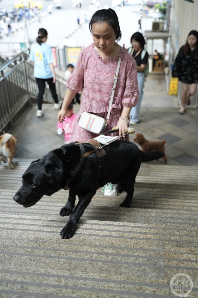 重庆第一只导盲犬“拉多”：谢谢你八年的深情陪伴 我愿陪你变老6
