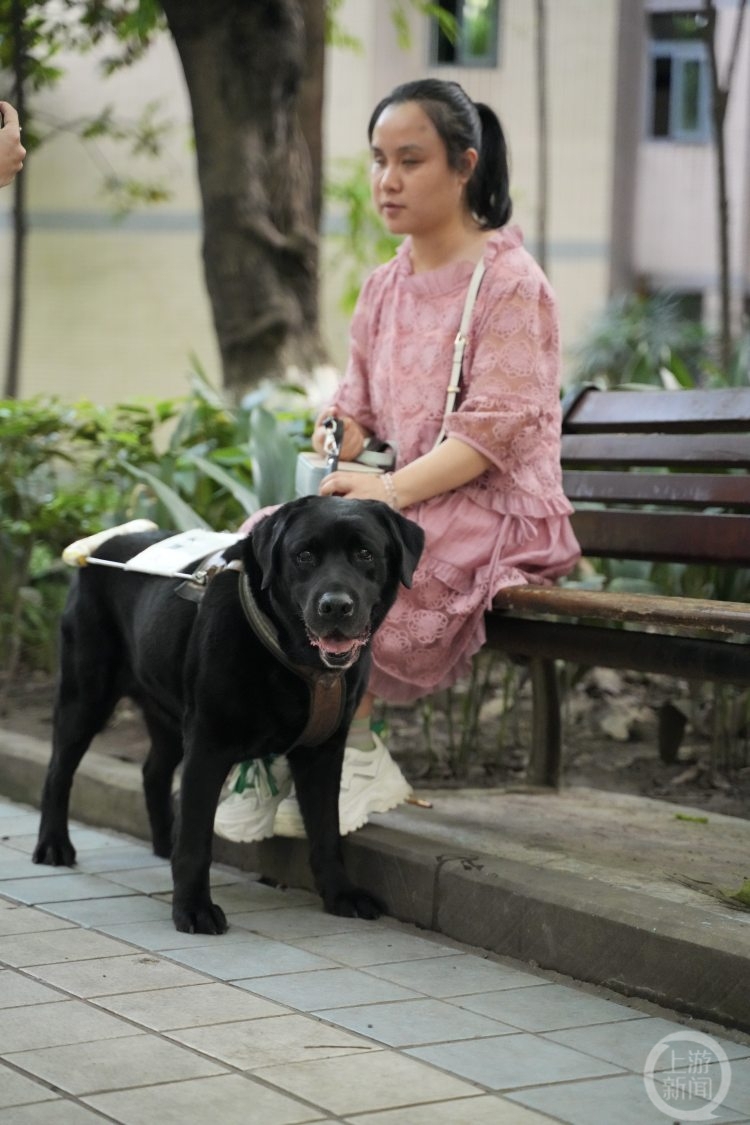 重庆第一只导盲犬“拉多”：谢谢你八年的深情陪伴 我愿陪你变老1