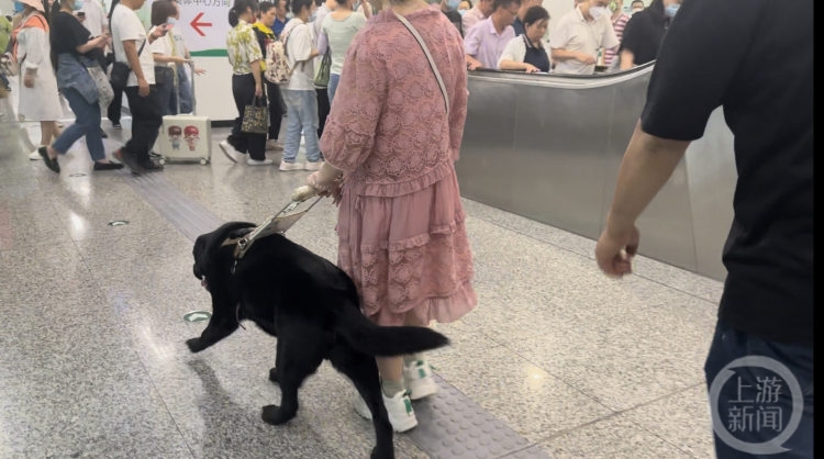 重庆第一只导盲犬“拉多”：谢谢你八年的深情陪伴 我愿陪你变老4