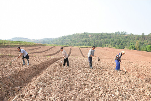 2022年秋季务工村民在改造后的基地播种油菜。特约通讯员 隆太良 摄