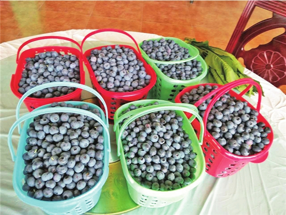 2高山蓝莓基地迎来丰收。受访者供图