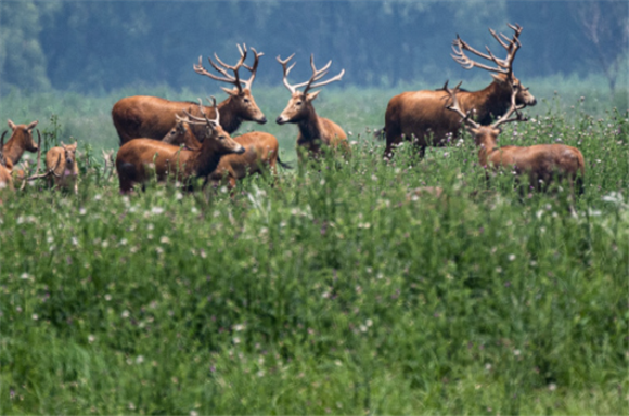 5月19日，一群麋鹿在湖北石首麋鹿国家级自然保护区内活动。新华社记者 惠小勇 摄